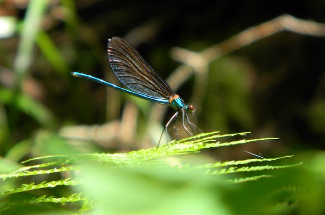 Libelle