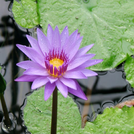 Wasserblume 